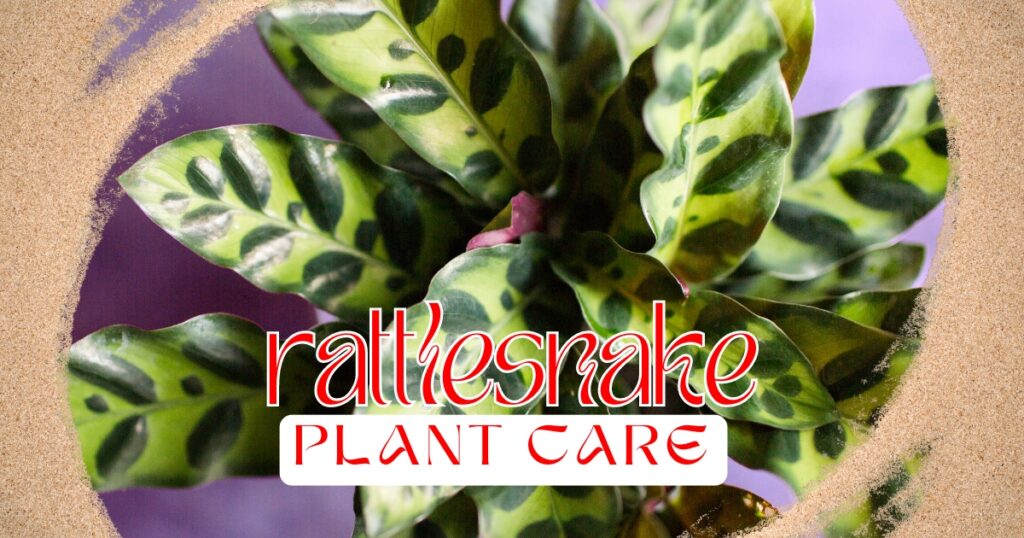 Read more about the article 7 Easy Tips for Rattlesnake Plant Care: Keep This Stunning Indoor Plant Thriving