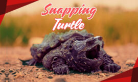 10 Surprising Facts About Snapping Turtles: Nature’s Fierce Survivors