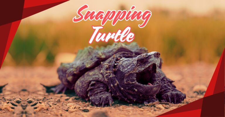 Read more about the article 10 Surprising Facts About Snapping Turtles: Nature’s Fierce Survivors