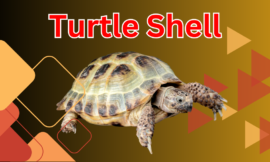 10 Fascinating Facts About Turtle Shells: Nature’s Ultimate Armor