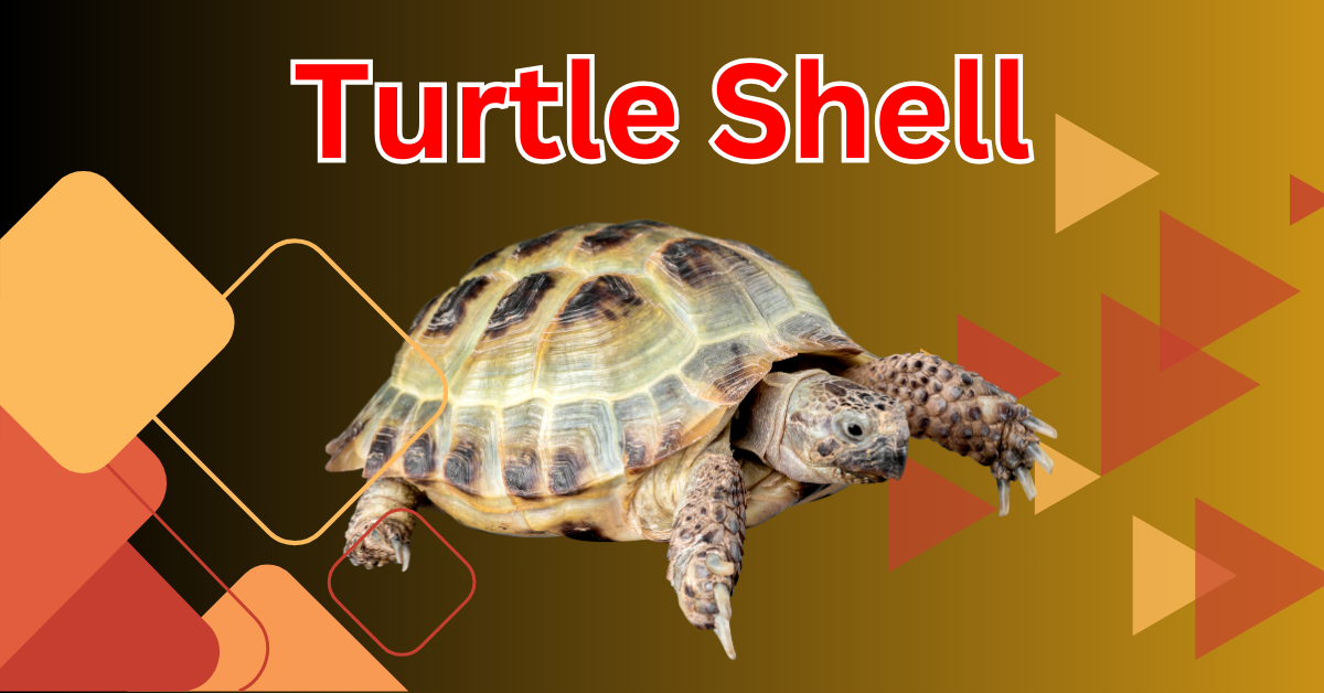 turtle shell