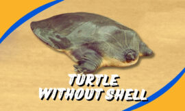 Turtle Without Shell: 5 Shocking Truths You Never Knew