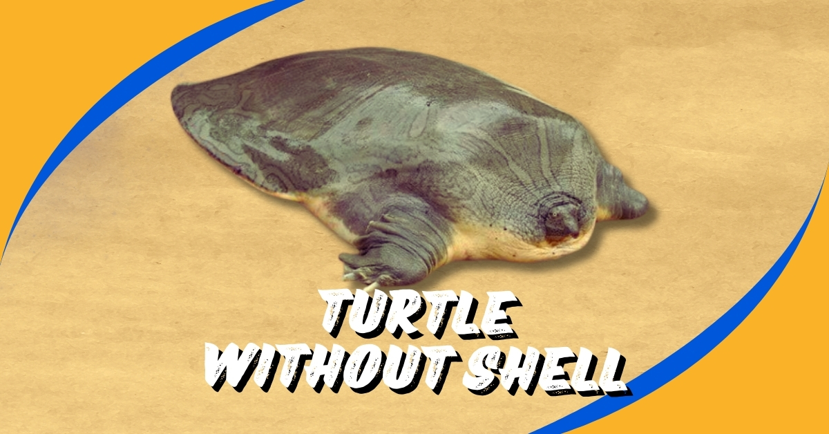 turtle without shell