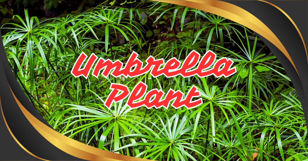 umbrella plant